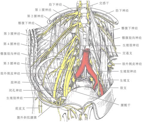 腰的造詞